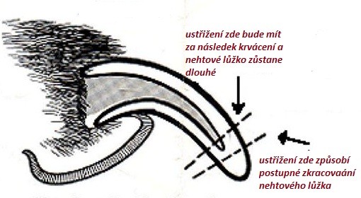 Prerastený psí pazúrik